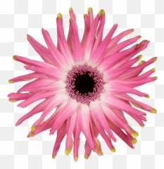 Pastini Bloemen Dens Emoji,Inside Out Bicolor Emotion