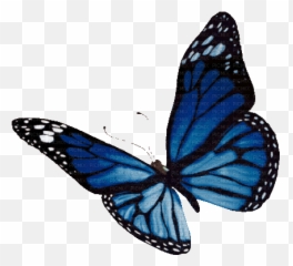 Animatedbutterflyblue - By Kittykatluv65 Animated Emoji,Butterfly Emoji