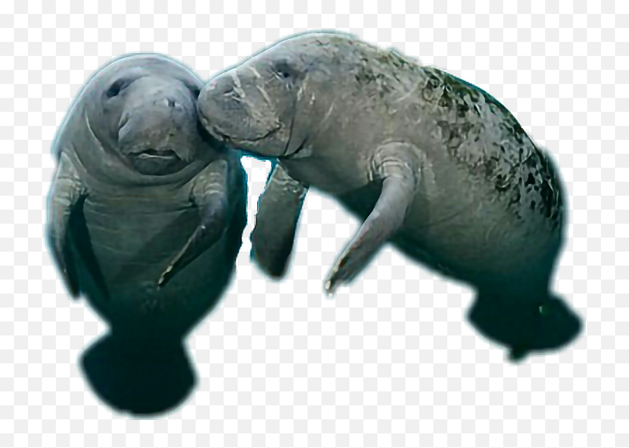 Manatee Sticker - Manati Emoji,Manatee Emoji