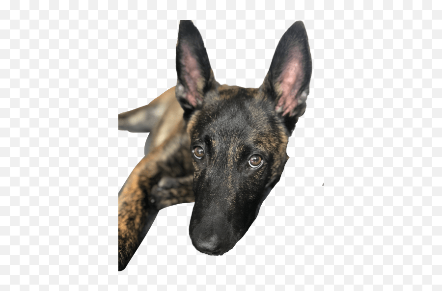 Magnus Dutch Shepherd Emoji,Emojis Dutch