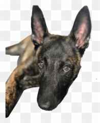 Magnus Dutch Shepherd Emoji,Emojis Dutch