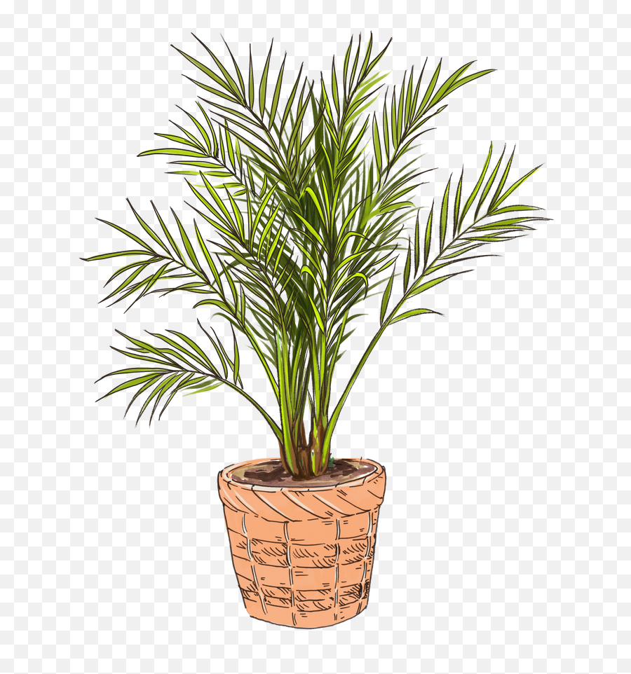 Pygmy Date Palm Emoji,Palm Tree Youtube Emoji