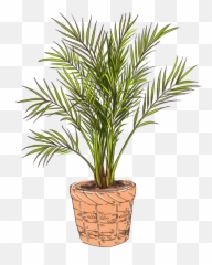 Pygmy Date Palm Emoji,Palm Tree Youtube Emoji