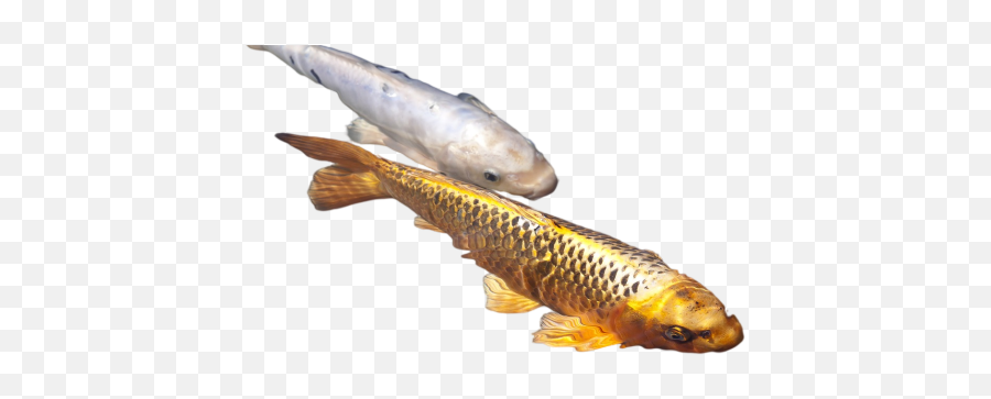 The Riveru0027s Fish And Png Images Download The Riveru0027s Fish Emoji,Carp Emoji