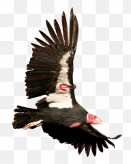 Back From Prehistory U2013 Terra Research Emoji,Small Emoji For Turkey
