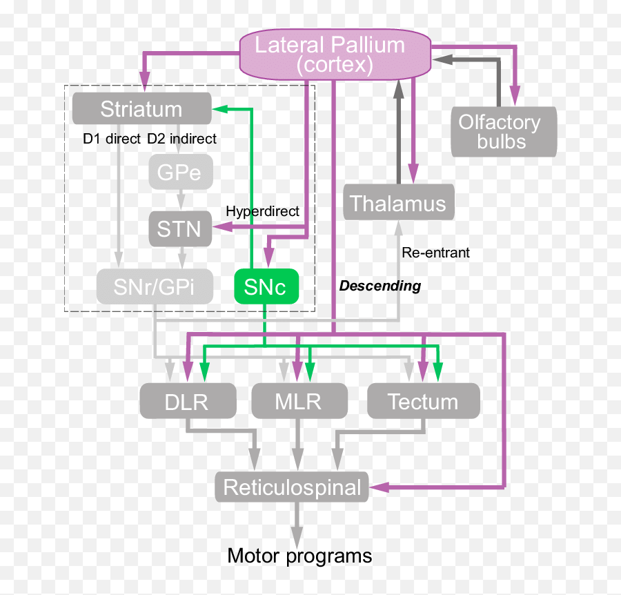 Connectivity Of The Motor Pallium Download Scientific Diagram - Vertical Emoji,Reptiles Have Emotions
