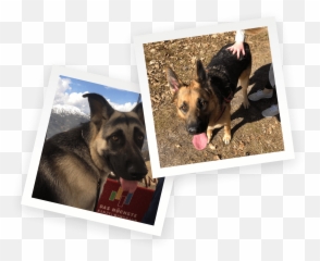 Home - Photographic Paper Emoji,Canine Emotions