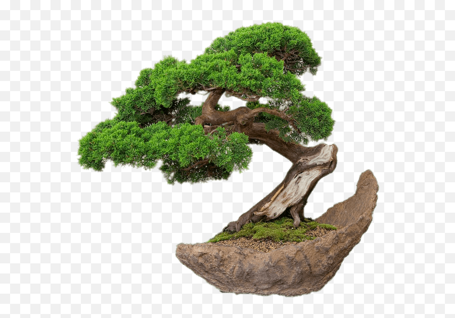 Bonsai Tree Transparent Background - Bonsai Png Emoji,Bonsai Emoji