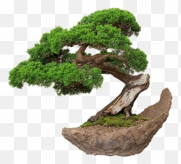 Bonsai Tree Transparent Background - Bonsai Png Emoji,Bonsai Emoji