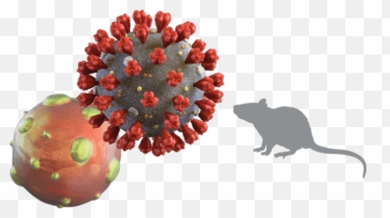 2020 State Of The Rodent Market Report The Role Of Disease - Hantavirus Png Emoji,How To Get Rare Steam Emoticons