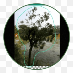 Convert A Photo Into Whatsapp Sticker - Tree Emoji,Woody Emojis For Texting