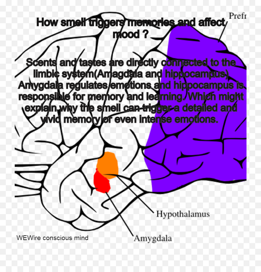 Nose Releases Memories - Language Emoji,Neural Centers In The Limbic System Linked To Emotion