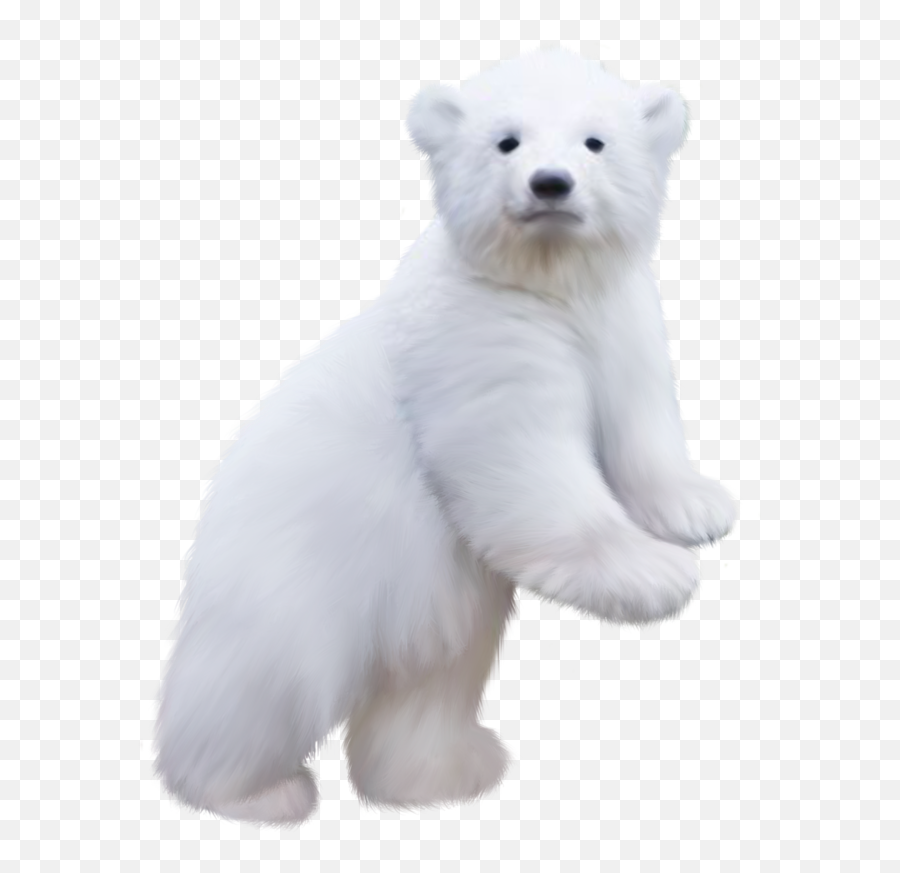 The Most Edited Polar Bear Picsart - Polar Bear Cub Png Emoji,Polar Bear Clip Emoticons