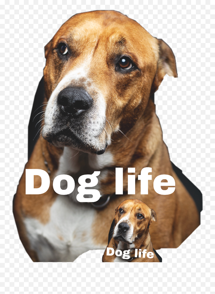 The Most Edited Hondenleven Picsart Emoji,Dogs Of Kennel C Emojis Stickers