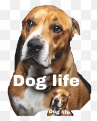 The Most Edited Hondenleven Picsart Emoji,Dogs Of Kennel C Emojis Stickers
