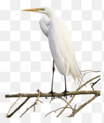 Crane Bird Picsart Emoji,Flying Bird Emoji