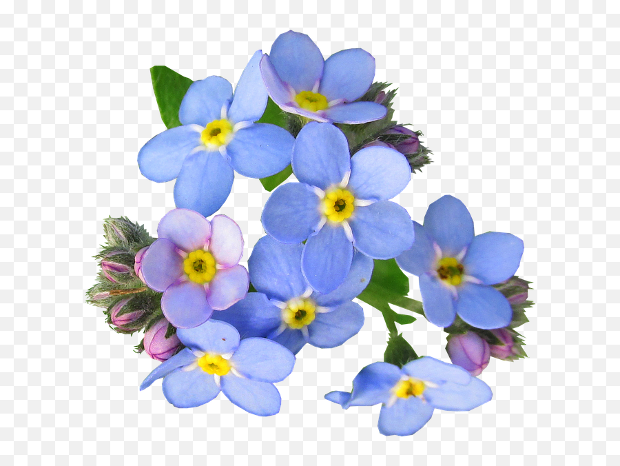 Inch By 18 Inch Laminated Poster - Forget Me Not Flowers Png Emoji,Tea For You, Tea For Me. Drink Tea Hot, Forget Me Not Smile Emoticon