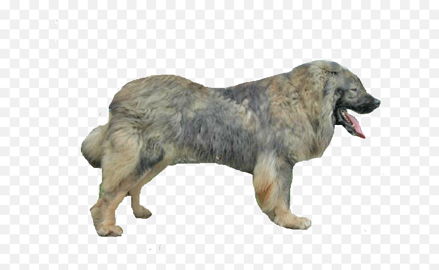 Gallery - Estrela Mountain Dog Emoji,Caucasian Mountain Shepherd Puppy Emoticon