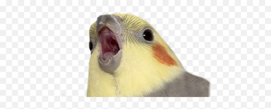 The Most Edited Aaaaaaaaa Picsart - Screaming Birb Emoji,Cockatiel Emoticon