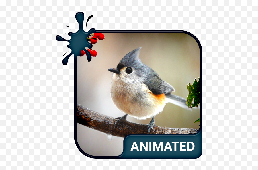 Birdy Animated Keyboard Live Wallpaper - Apps En Google Play Emoji,Energia Emojis