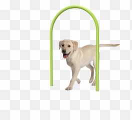 Commercial Outdoor Dog Park Equipment Miracle Recreation Emoji,Animal Life Cycle Emotion Code