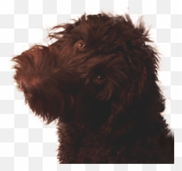 Yoda - The Riverwalk Group Emoji,Dog Relaxing In Recliner Emotions