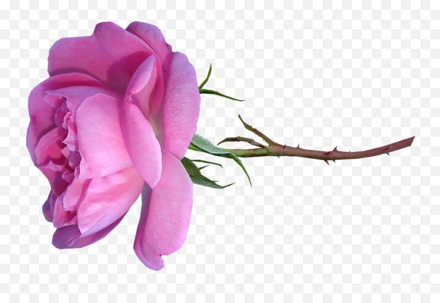 Flower Stem Pink - Free Image On Pixabay Emoji,Rose Emoji