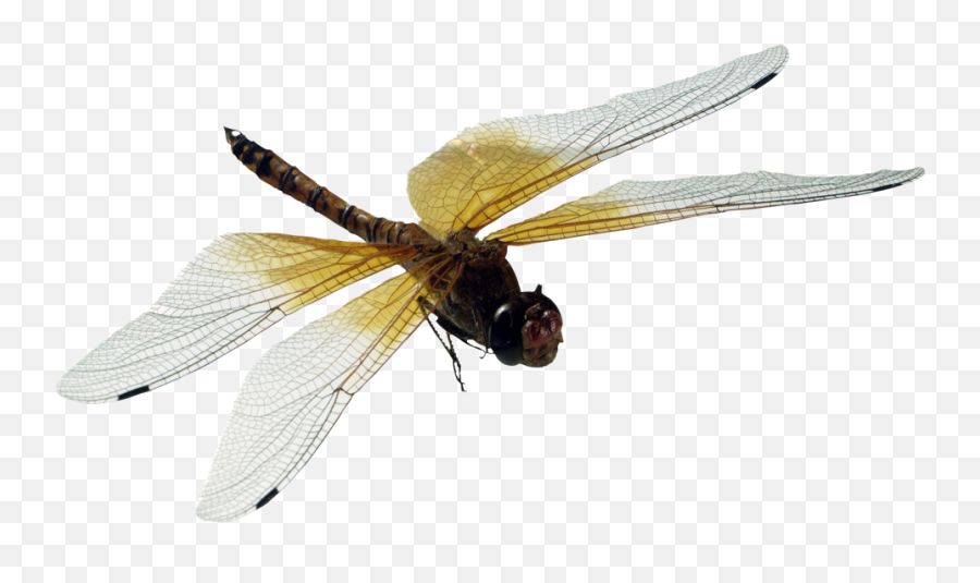 Dragonfly Dragonflies Fly Insects - Transparent Dragon Fly Png Emoji,Dragonfly Emoji
