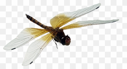 Dragonfly Dragonflies Fly Insects - Transparent Dragon Fly Png Emoji,Dragonfly Emoji