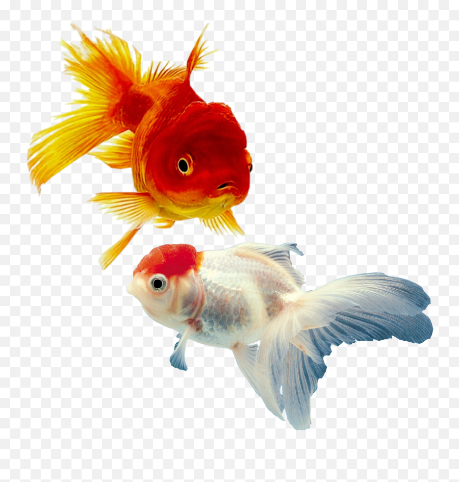 Fish Goldfish Bubbleheads Orange - Fish For Aquarium Png Emoji,Gold Fish Emoji