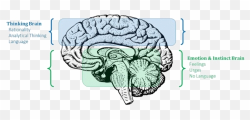 Home - Thinking Brain Feeling Brain Emoji,Emotion Brain