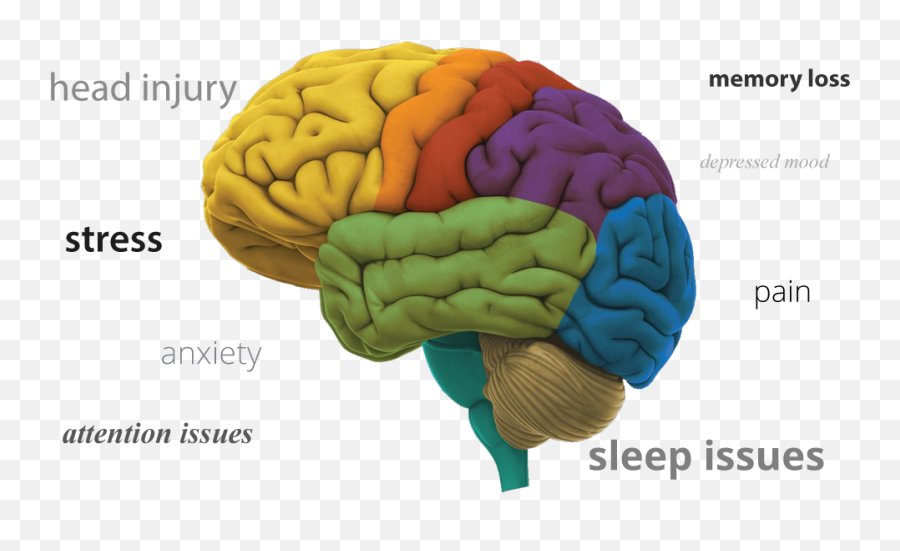 Brain Core Therapy - Brain For Grade 2 Emoji,Brain And Emotions