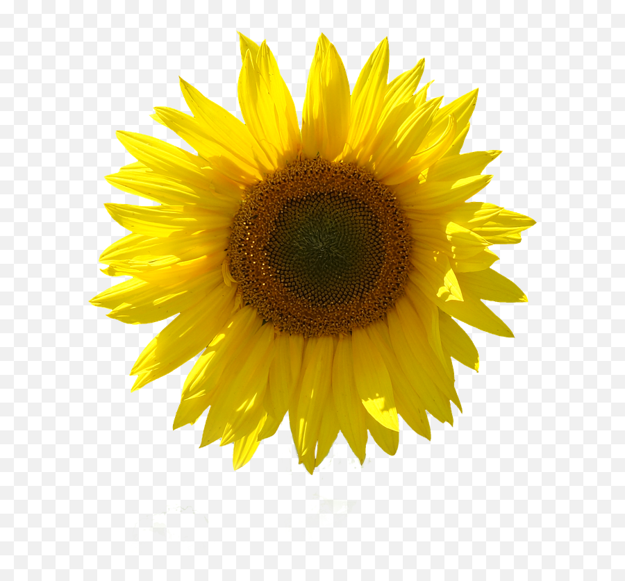 Sunflower Vector Png - Girasol Con Fondo Transparente Sunflower No Background Emoji,Emojis Con Fondo Transparente
