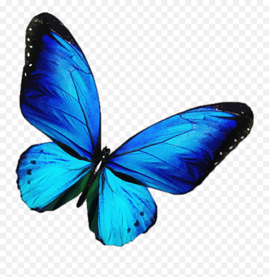 Free Blue Butterfly Transparent Download Free Blue - Blue Butterfly Png Emoji,Emoji Mariposa