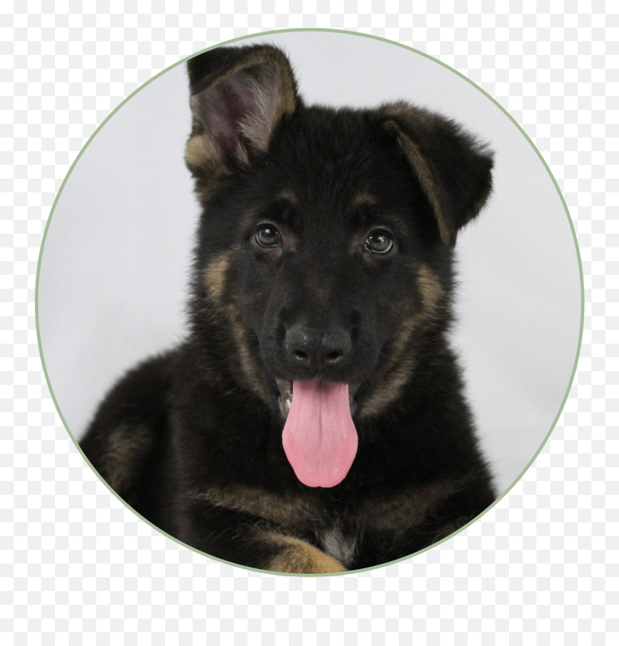 Bernese Mountain Dogs - Northern Breed Group Emoji,Caucasian Mountain Shepherd Puppy Emoticon