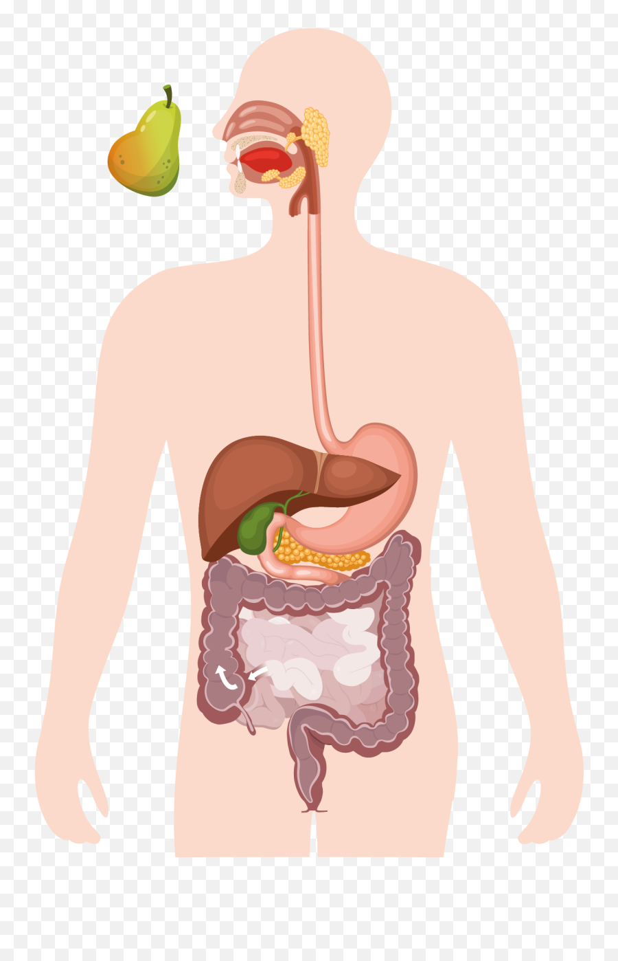 Bowel Anatomy And Function Gi Tract - Health Concerns Emoji,Emotions Of The Large Intestine