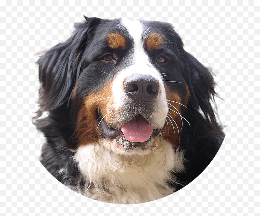 Black And White Dog Face Png Images - Yourpngcom Emoji,Dog Black White Emoji