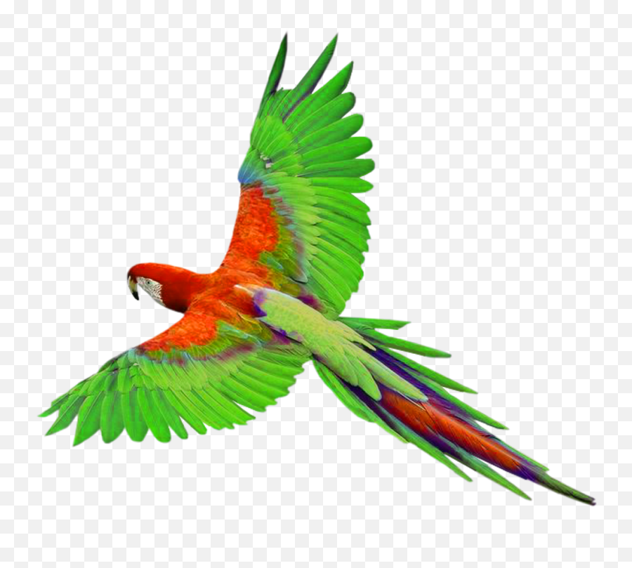 Transparent Parrot Png - Clip Art Library Emoji,Party Parrot And Other Emojis