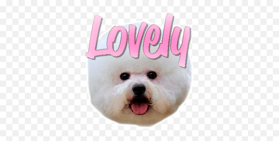 Thalys - The 1 Stickers Maker App For Iphone Emoji,Bichon Emoji