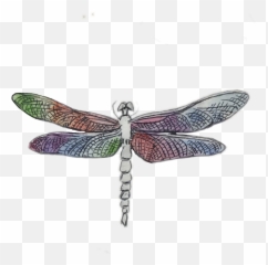 Art Dragonfly Freetoedit Sticker - Parasitism Emoji,Dragonfly Emoji
