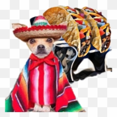 Chihuahua Dog Dogs Taco Tacos Food - Dog Clothes Emoji,Taco Emoji Hat