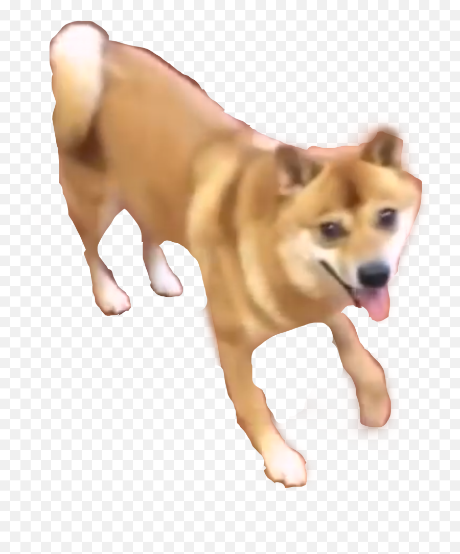 Shibe Shibenation Meme Doge Sticker - Dancing Doge Gif Png Emoji,Shibe Emoji