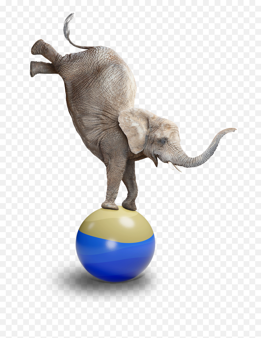 Brown Lawyers What We Do Preventive Law For A Better Outcome - Elephant Balancing Over A Ball Emoji,Elephant Touching Dead Elephant Emotion