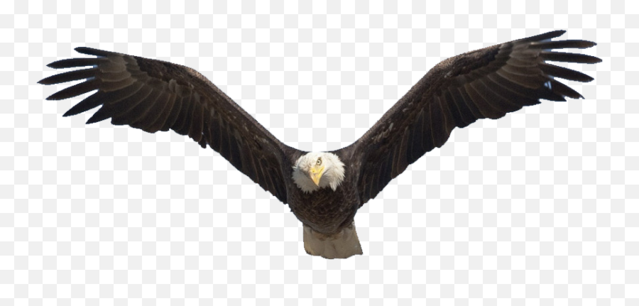 Bald Eagle Png Images Transparent Background Png Play - Transparent Flying Eagle Png Emoji,Bald Eagle Emoji