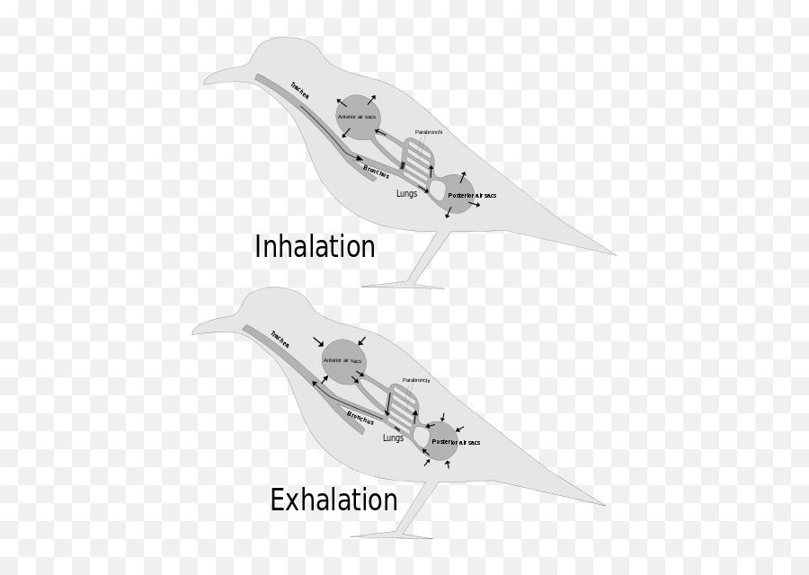 Respiratory System Wiki Thereaderwiki Emoji,Emotions Relating To Ribs And Intercostals