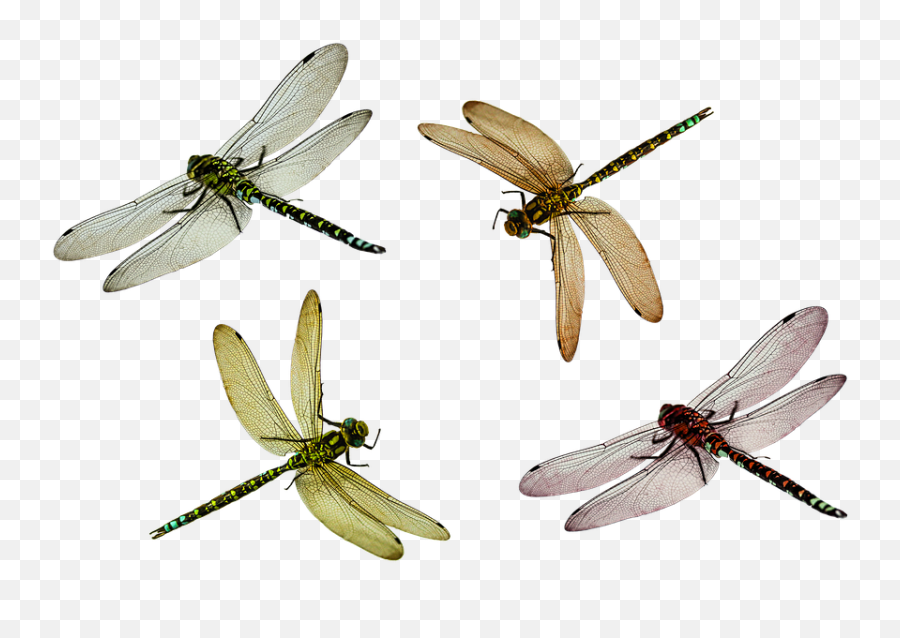 Insect Png Image - Dragonflies Transparent Emoji,Dragonfly Emoji