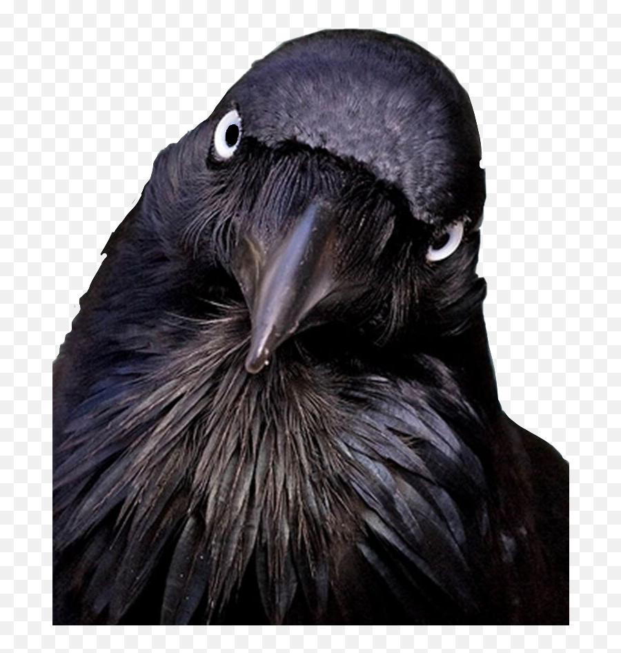 Crow Bird Black Blackbird Raven Sticker - Crow Memes Emoji,Raven Bird Emoji