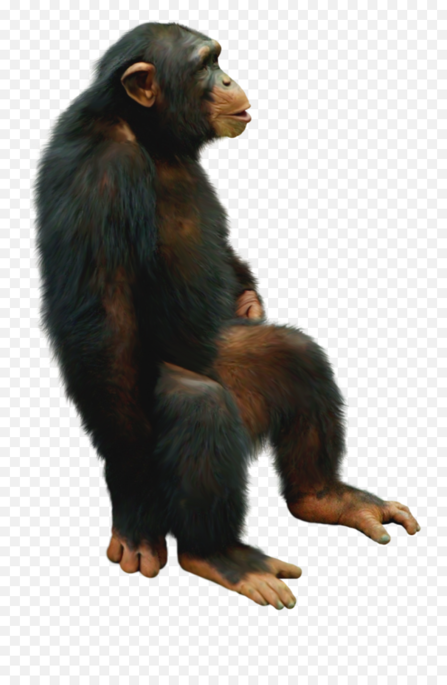 Chimp Chimpanzee Sitting Sticker - Chimpanzee Png Transparent Background Emoji,Sitting Monkey Emoji