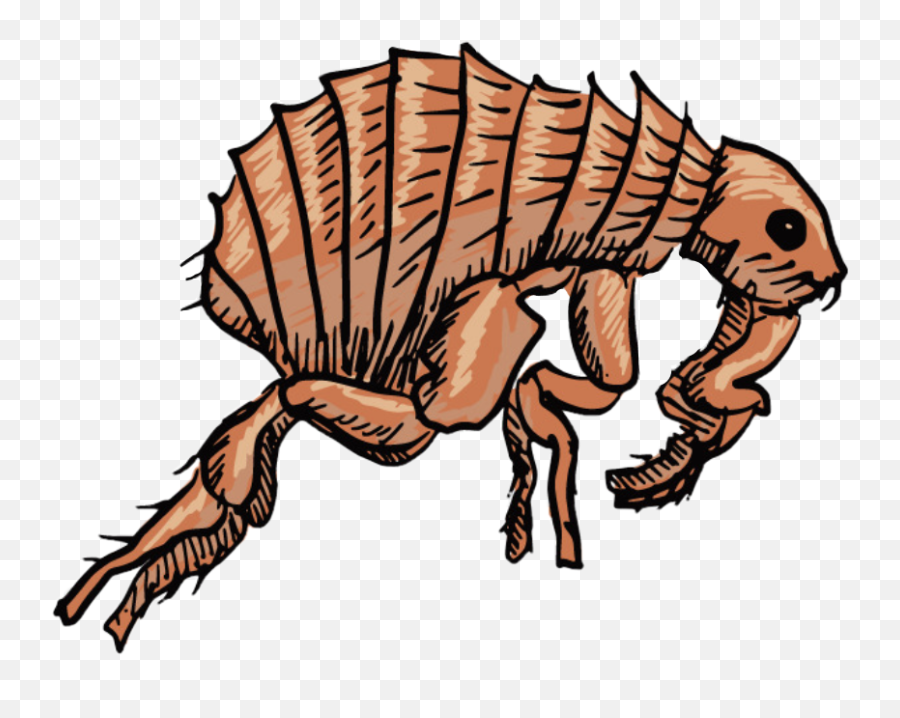 The Most Edited - Flea Clip Art Emoji,Flea Emoji