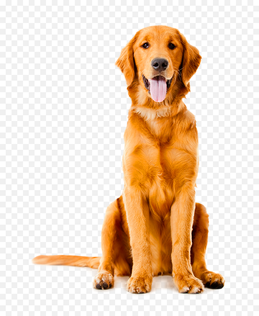 Download Golden Labrador Shepherd - Transparent Background Golden Retriever Png Emoji,Octuopus Emoticon In German